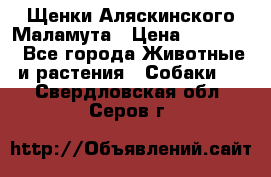 Щенки Аляскинского Маламута › Цена ­ 10 000 - Все города Животные и растения » Собаки   . Свердловская обл.,Серов г.